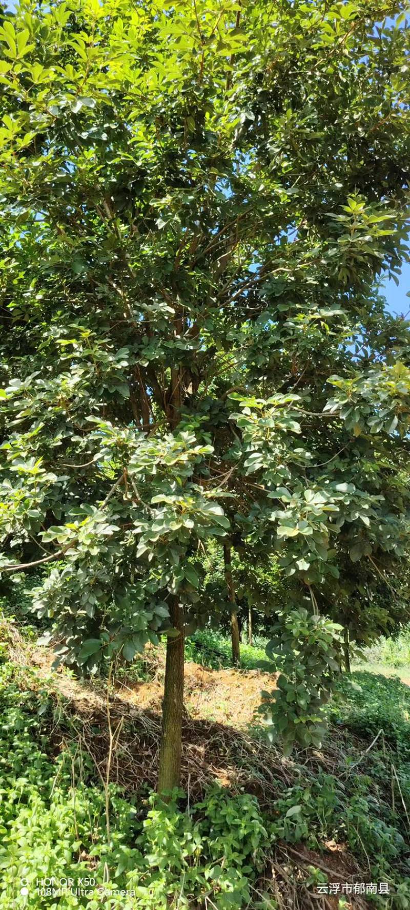 黄花风铃木11-12公分