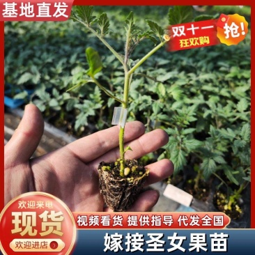 嫁接圣女果苗小番茄苗青甜二号浙樱粉圣女果苗品种齐全