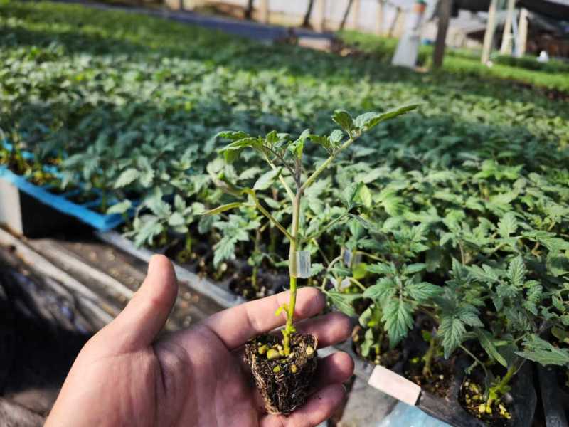 嫁接圣女果苗小番茄苗青甜二号浙樱粉圣女果苗品种齐全