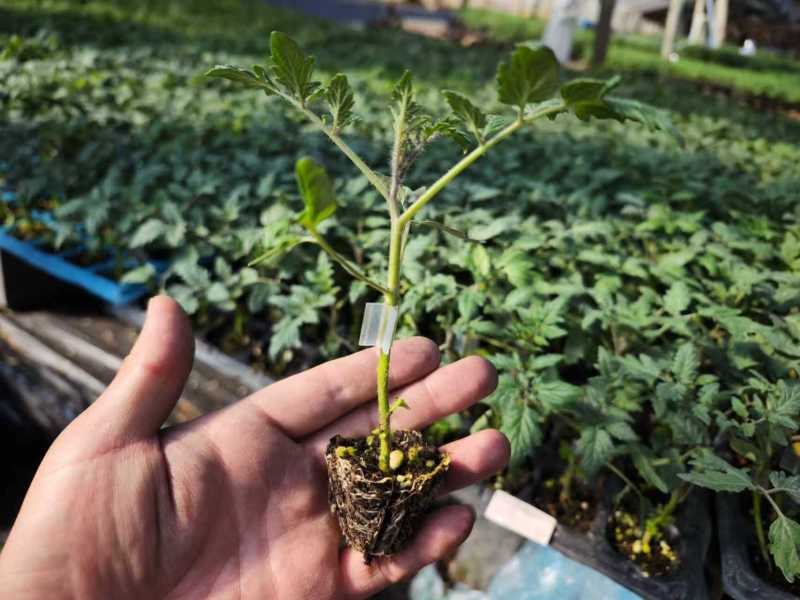 嫁接圣女果苗小番茄苗青甜二号浙樱粉圣女果苗品种齐全