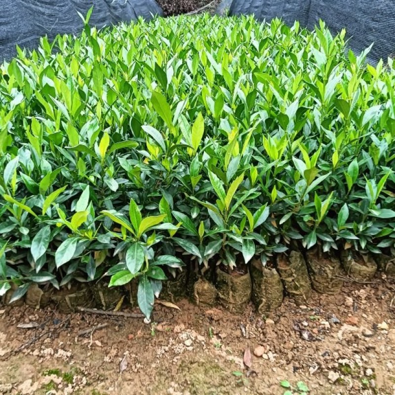 栀子花杯苗