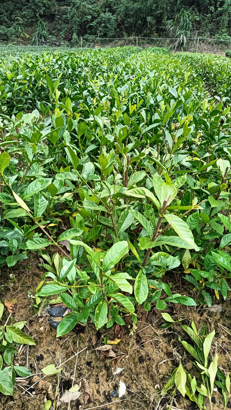 栀子花杯苗