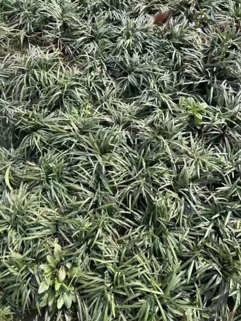 新采麦冬草种子多年生宽叶矮化金边麦冬草籽日本矮麦冬苗绿化