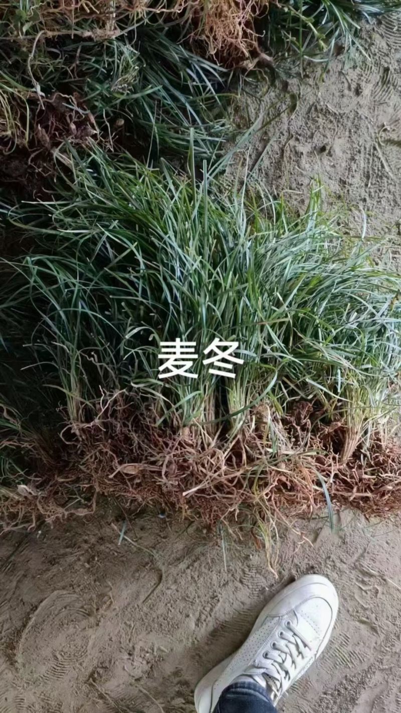 新采麦冬草种子多年生宽叶矮化金边麦冬草籽日本矮麦冬苗绿化