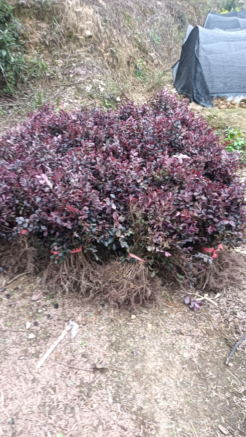 红继木裸根苗