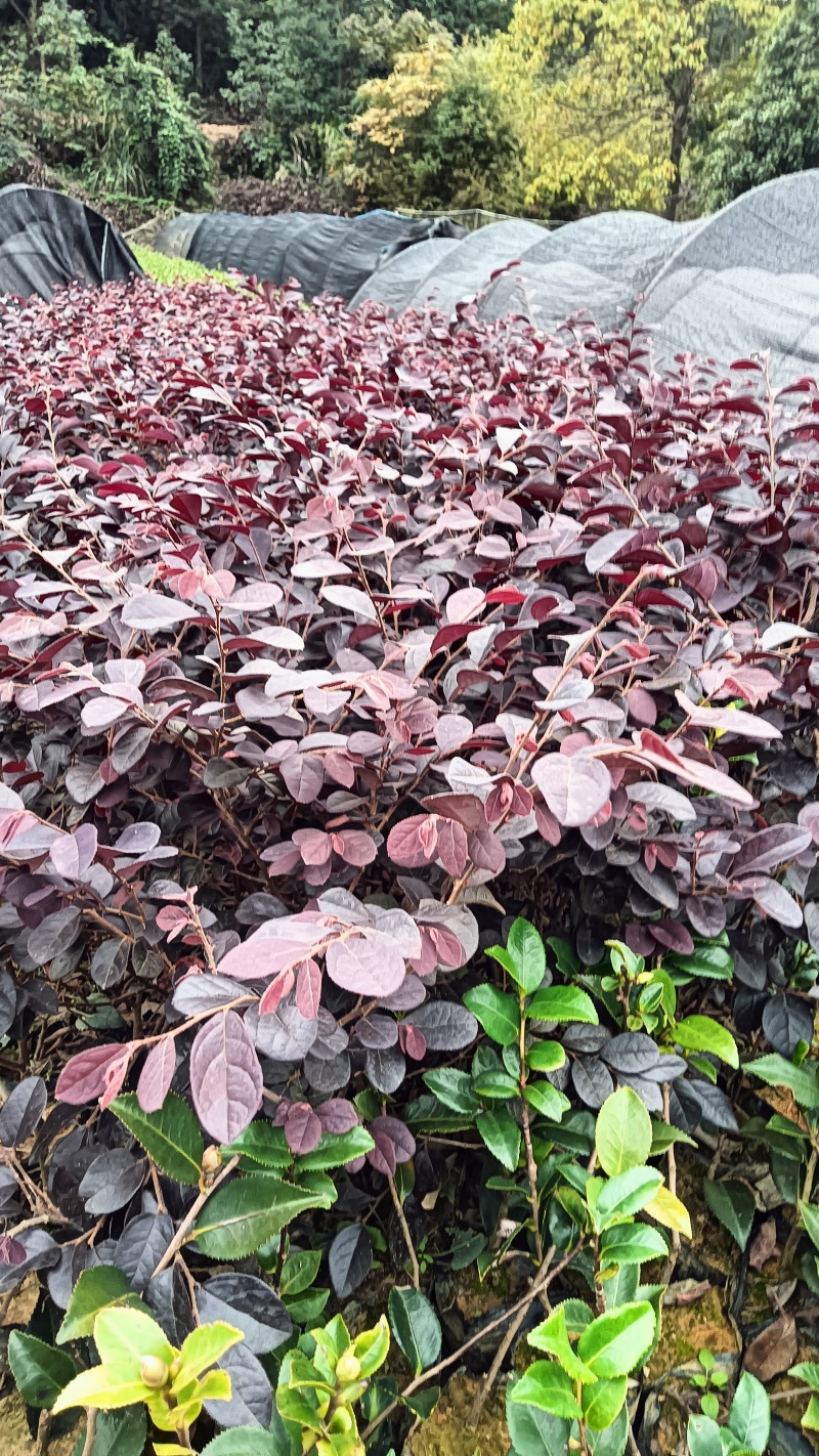 红继木裸根苗