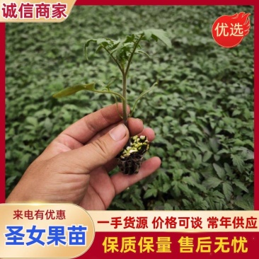 【圣女果苗】红黄绿彩色小番茄苗子各种圣女果苗种苗基地