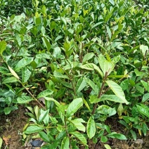 枙子花裸根苗