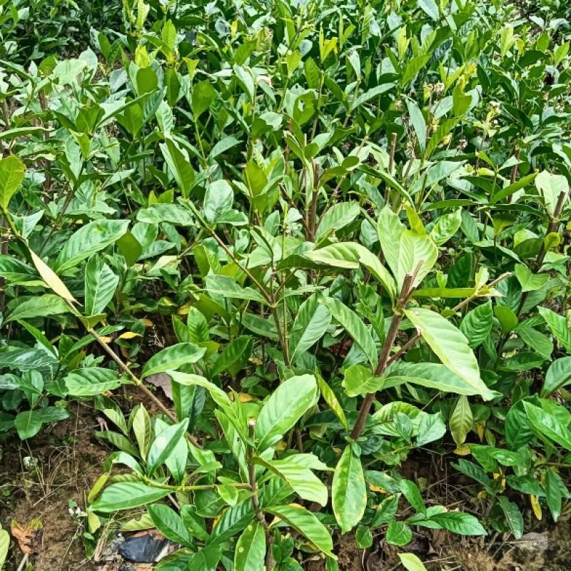 枙子花裸根苗