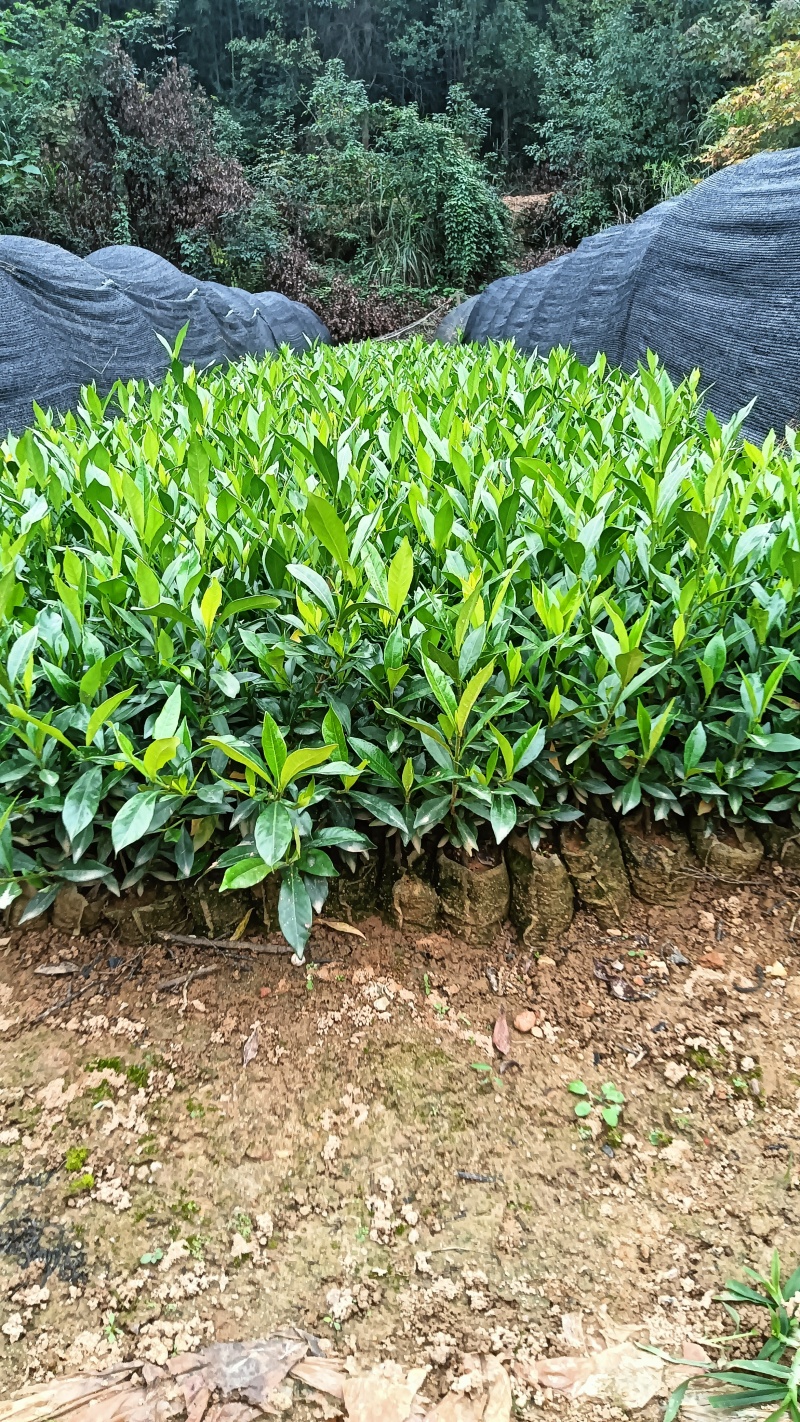 枙子花裸根苗