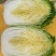 山西忻州大白菜