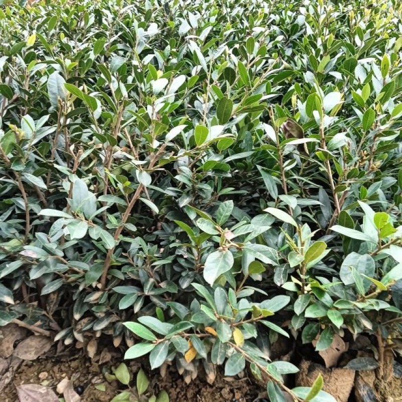 文母裸根苗