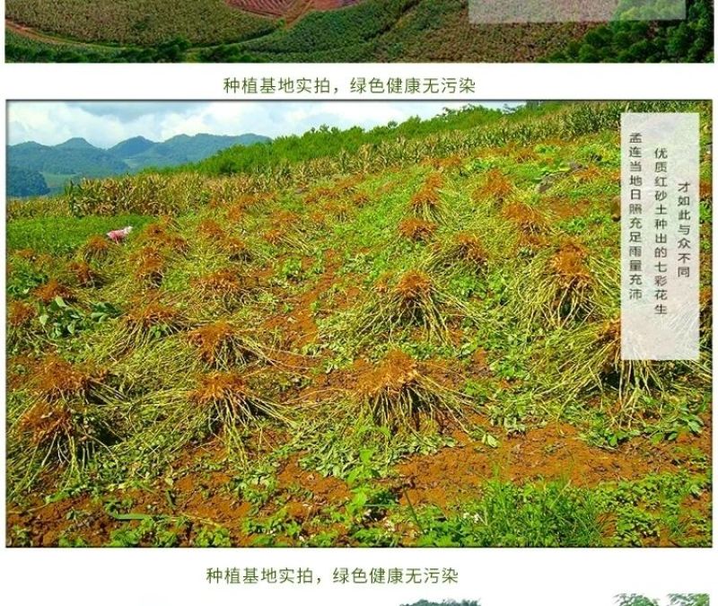 2025年新货正宗云南七彩花生原味花生带壳新鲜晒干