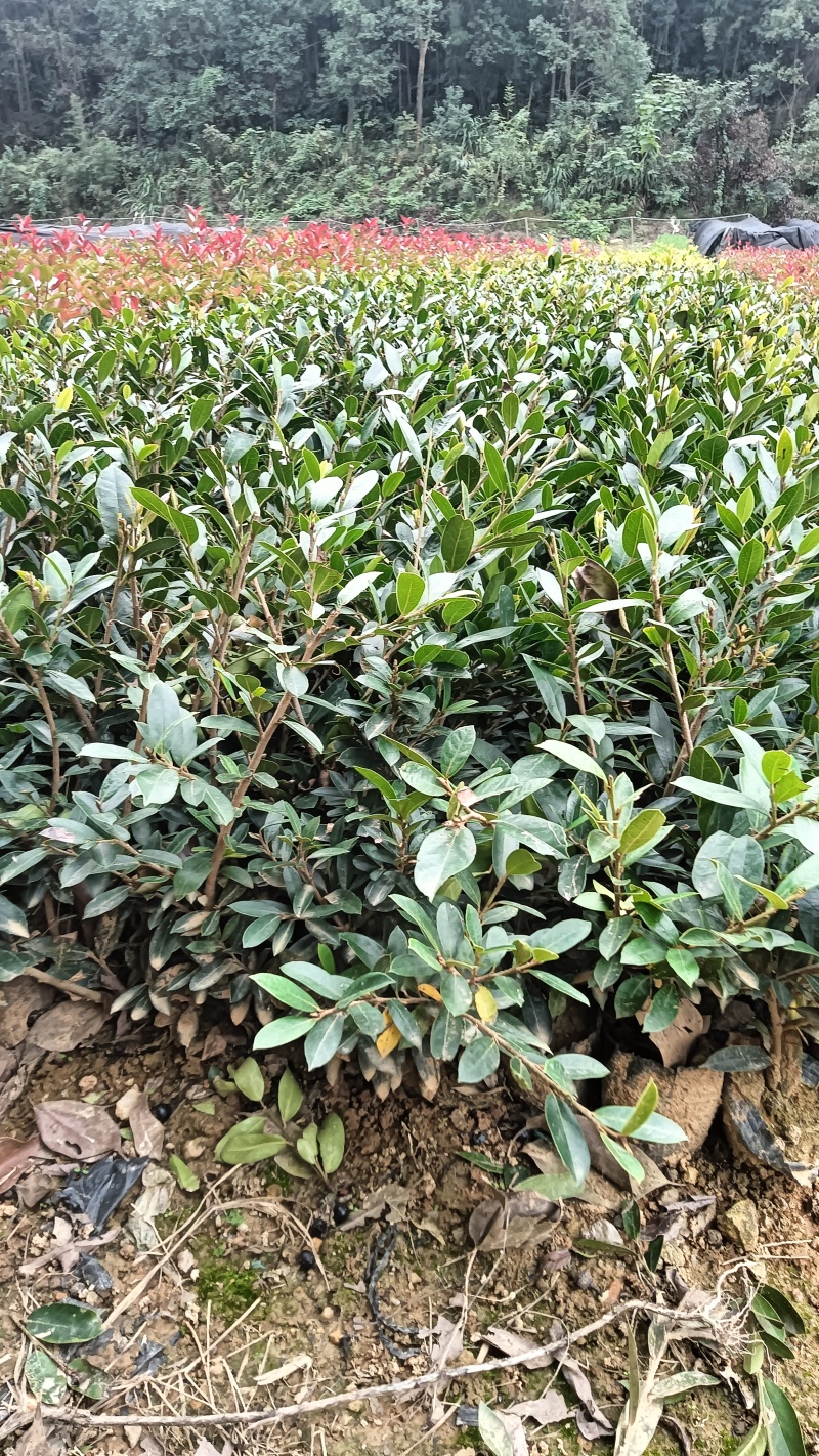 文母裸根苗