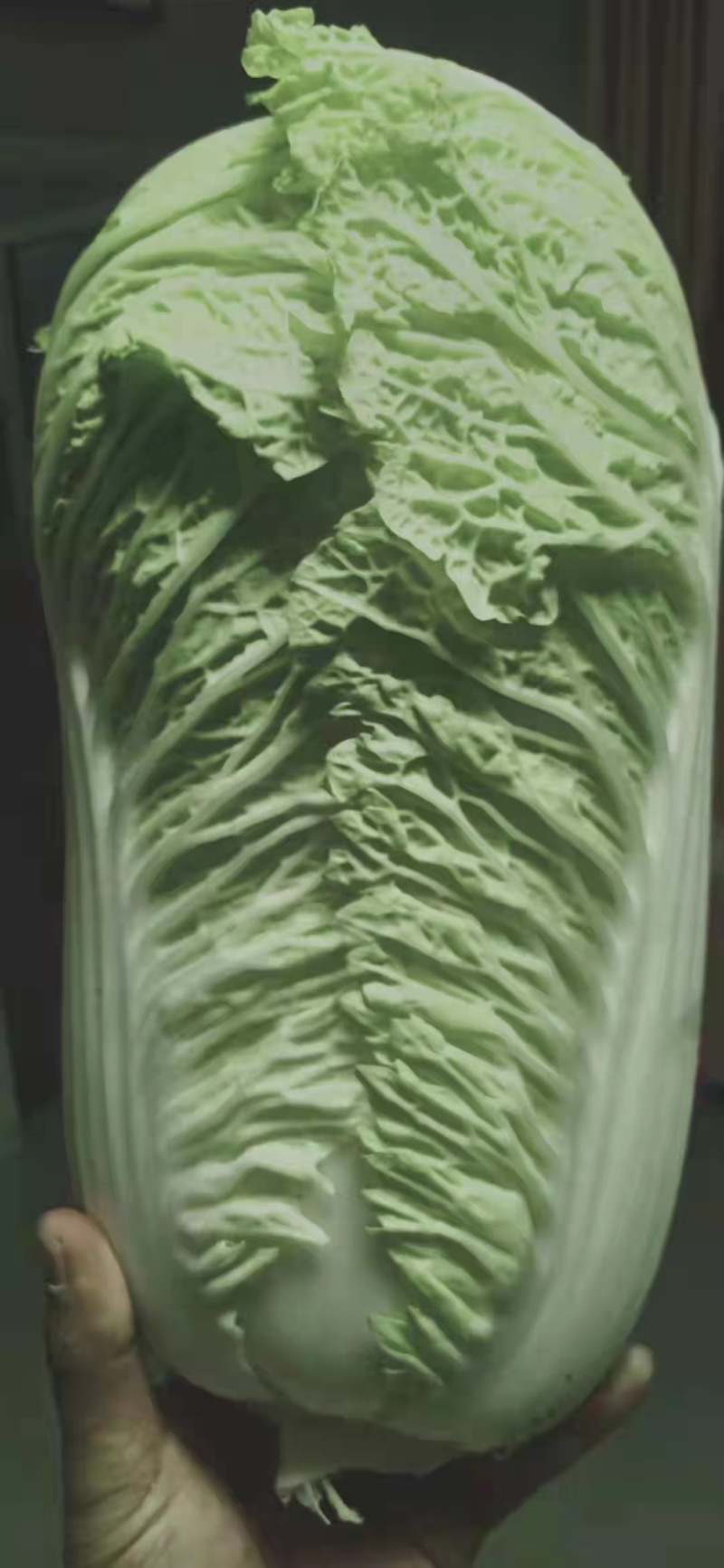 山西忻州大白菜