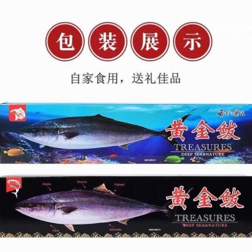黄金鲅鱼，鲜度好，黄金鲅鱼，大鲅鱼，每条15—20斤
