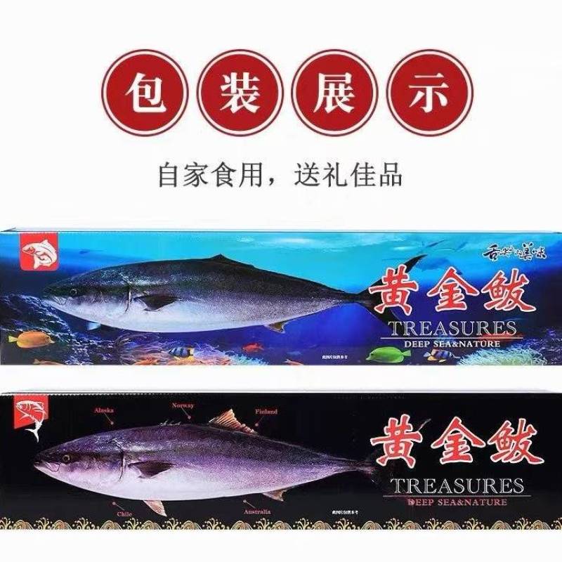 黄金鲅鱼，鲜度好，黄金鲅鱼，大鲅鱼，每条15—20斤
