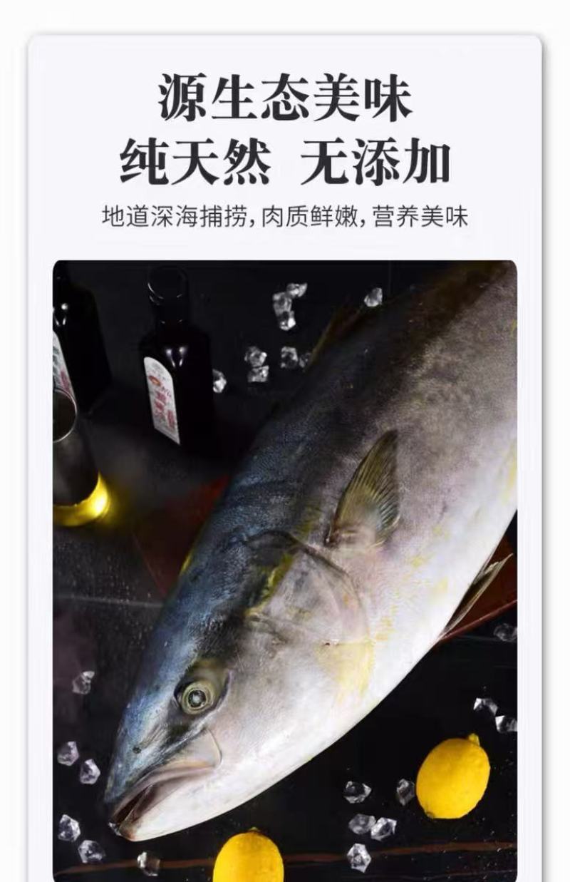 黄金鲅鱼，鲜度好，黄金鲅鱼，大鲅鱼，每条15—20斤
