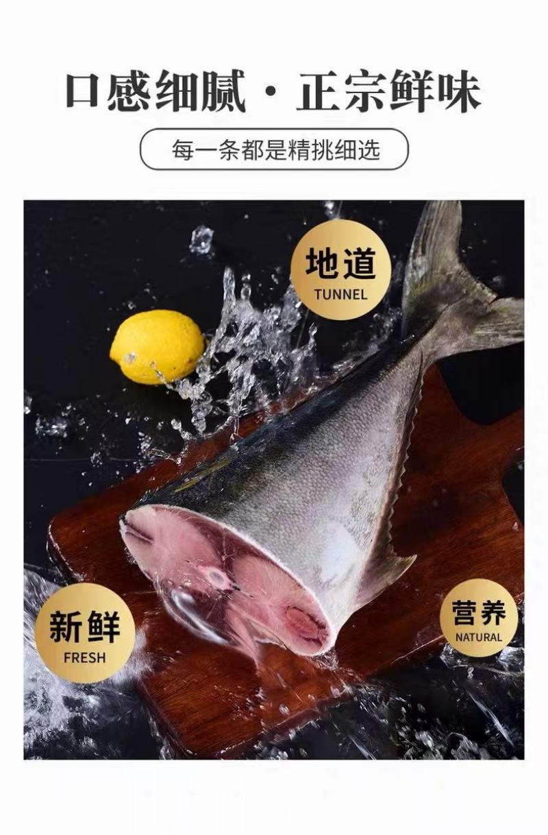黄金鲅鱼，鲜度好，黄金鲅鱼，大鲅鱼，每条15—20斤