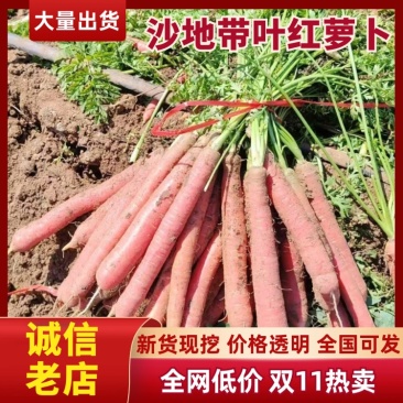 陕西大荔精品沙地带叶红萝卜，条形直，颜色好看产地直发，货源充