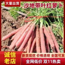 沙地红萝卜带叶红萝卜对接抖音电商社区订单/产地直供大量有货