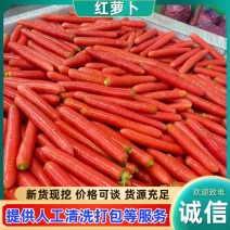 陕西万亩精品红萝卜，大量上市，货源充足，产地直发