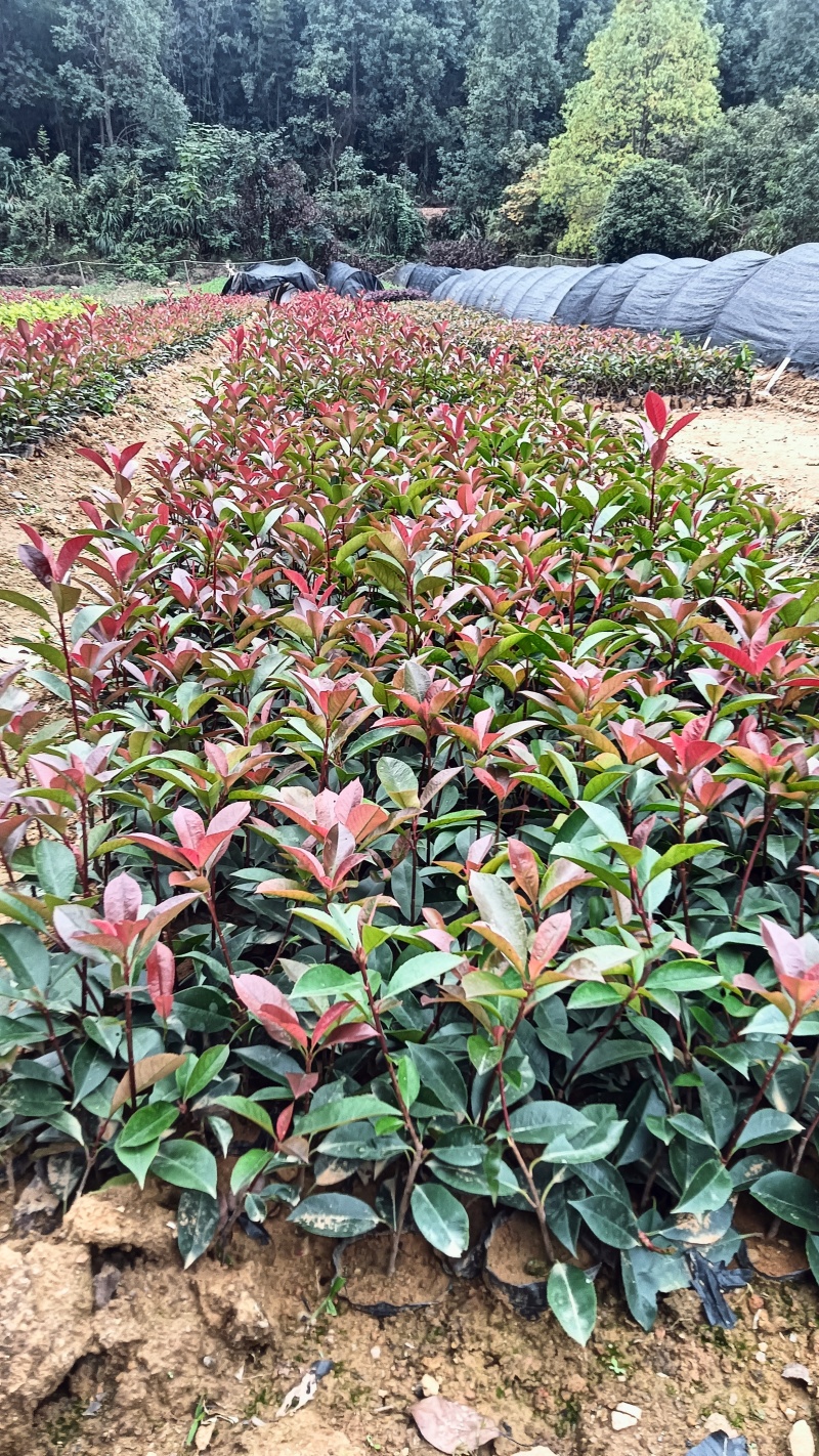 红叶石楠裸根苗