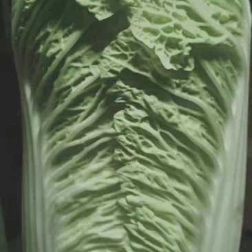 山西忻州大白菜