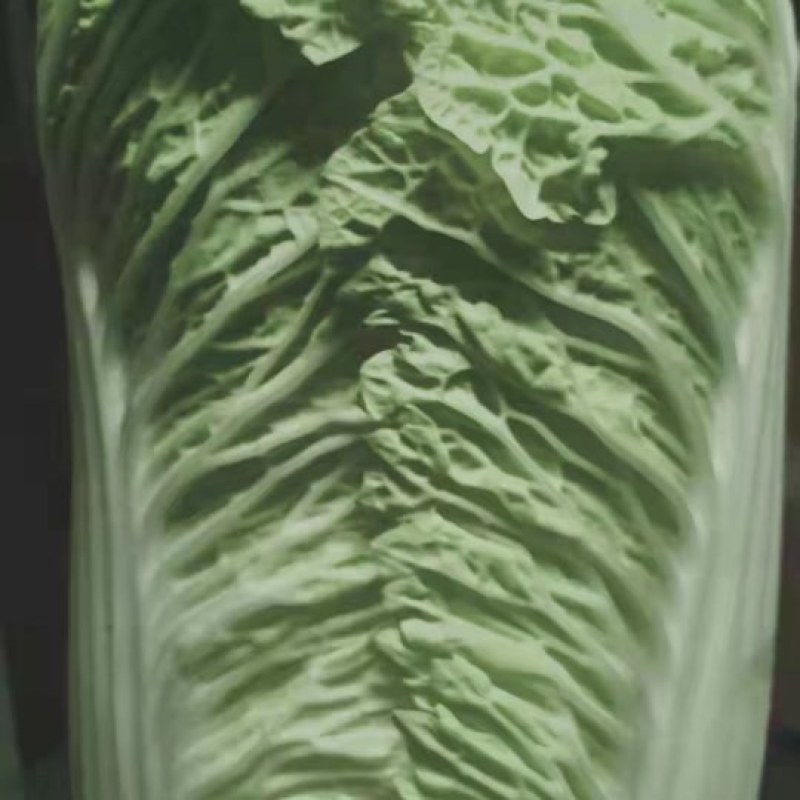 山西忻州大白菜