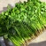 精品香菜铁杆青香菜产地一手货源量大价优欢迎随时电话洽谈