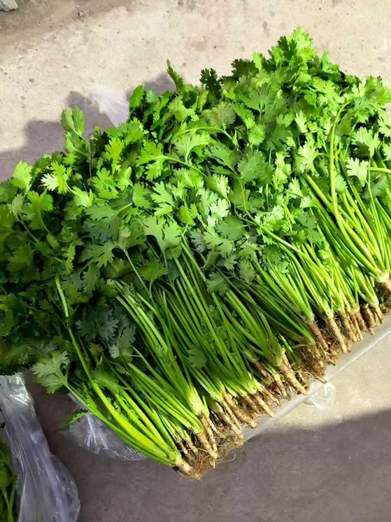 精品香菜铁杆青香菜产地一手货源量大价优欢迎随时电话洽谈