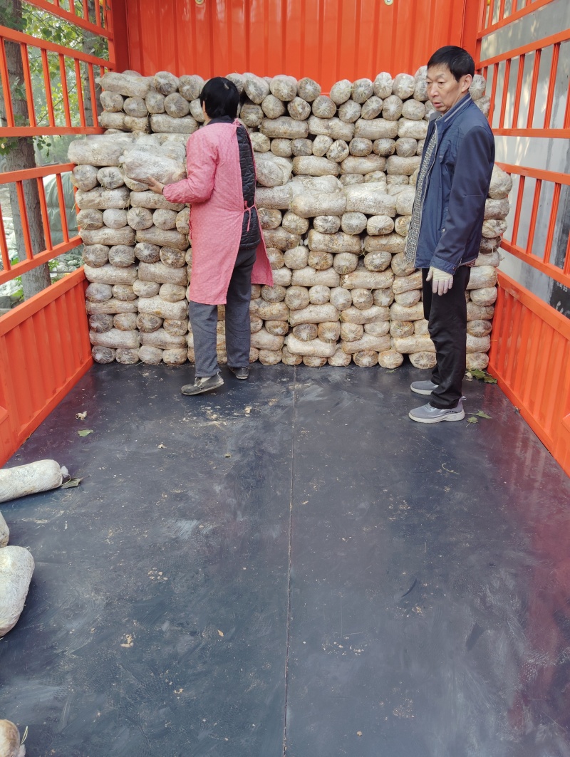 平菇菌棒熟料栽培产量高带出菇圈欢迎新老客户采购
