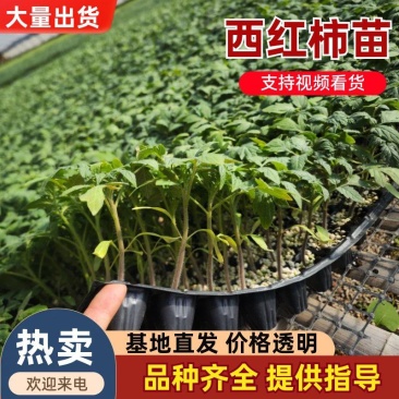 寿光番茄苗西红柿苗大量上市可视频看货品种齐全
