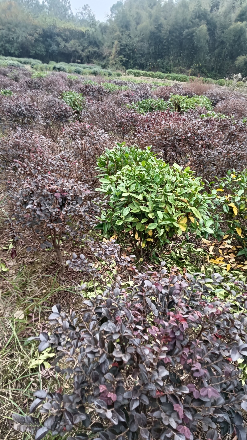 红继木球