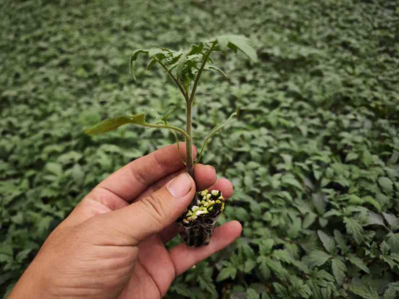 寿光番茄苗西红柿苗大量上市可视频看货品种齐全