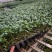 寿光番茄苗西红柿苗大量上市可视频看货品种齐全