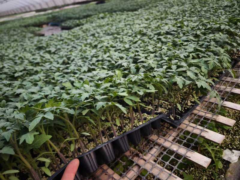 寿光番茄苗西红柿苗大量上市可视频看货品种齐全
