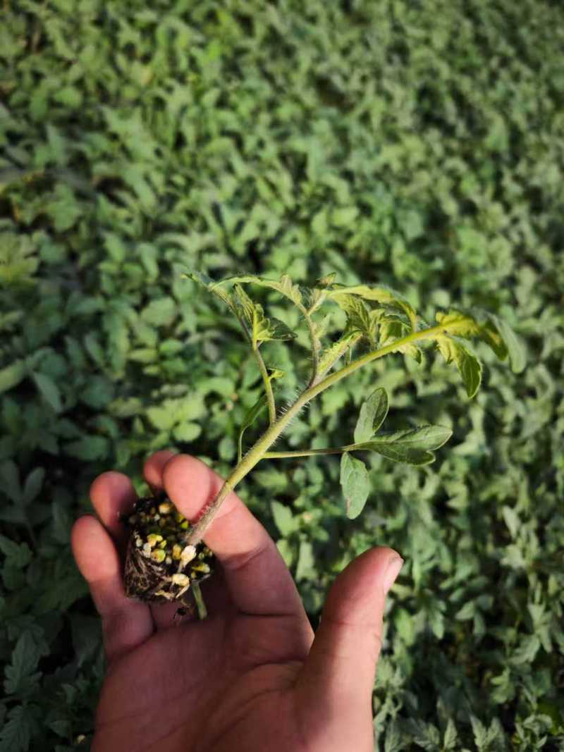 寿光番茄苗西红柿苗大量上市可视频看货品种齐全