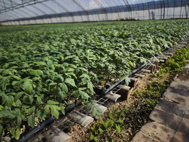 寿光番茄苗西红柿苗大量上市可视频看货品种齐全