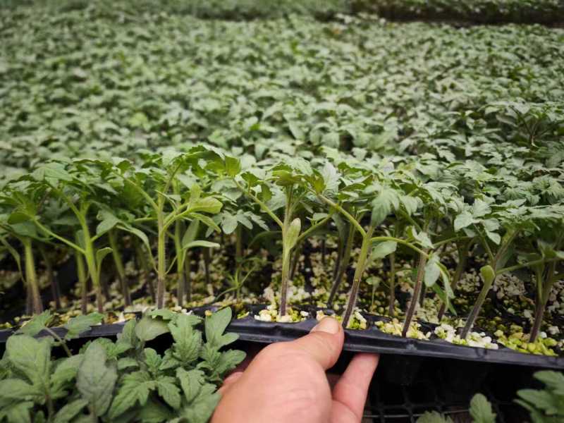 寿光番茄苗西红柿苗大量上市可视频看货品种齐全