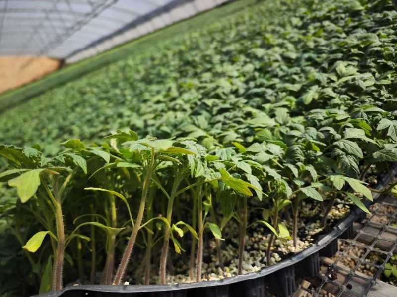 寿光番茄苗西红柿苗大量上市可视频看货品种齐全