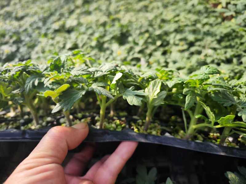 寿光番茄苗西红柿苗大量上市可视频看货品种齐全