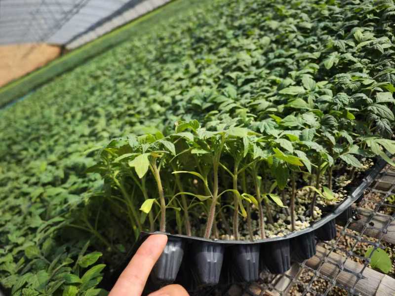 寿光番茄苗西红柿苗大量上市可视频看货品种齐全