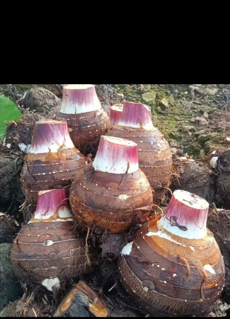 芋头，香芋