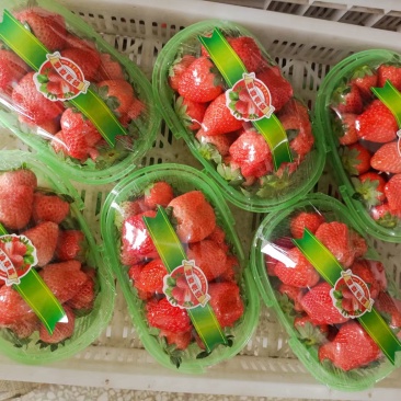 徐州奶油草莓现已大量上市，对接全国商超，电商，支持一件代
