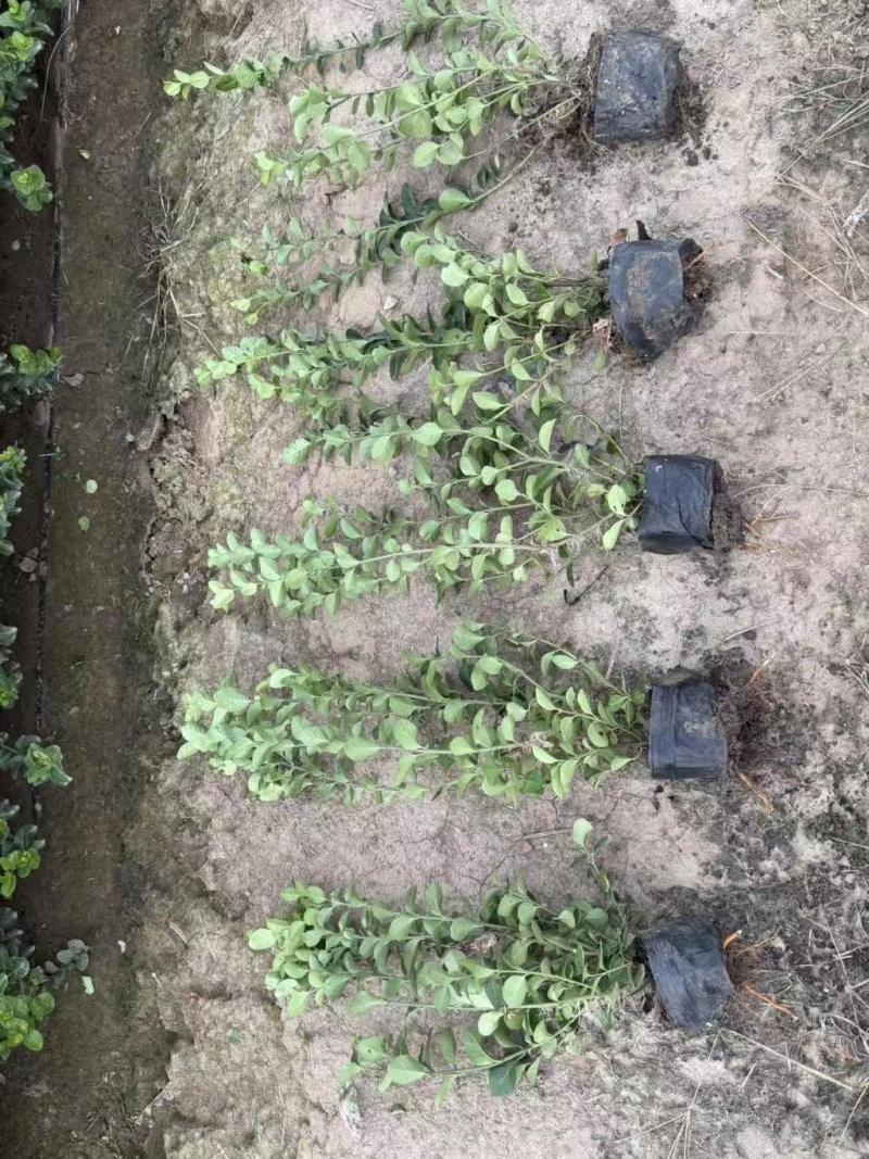 卫矛小苗，高度10-1.5米，精品苗，好树形，冠幅大