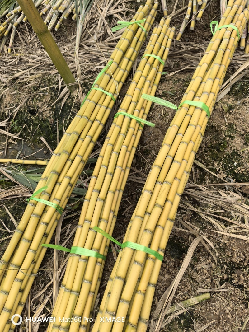 黄皮甘蔗基地直供糖度高皮毛干净保质保量代发全国