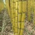 黄皮甘蔗基地直供糖度高皮毛干净保质保量代发全国