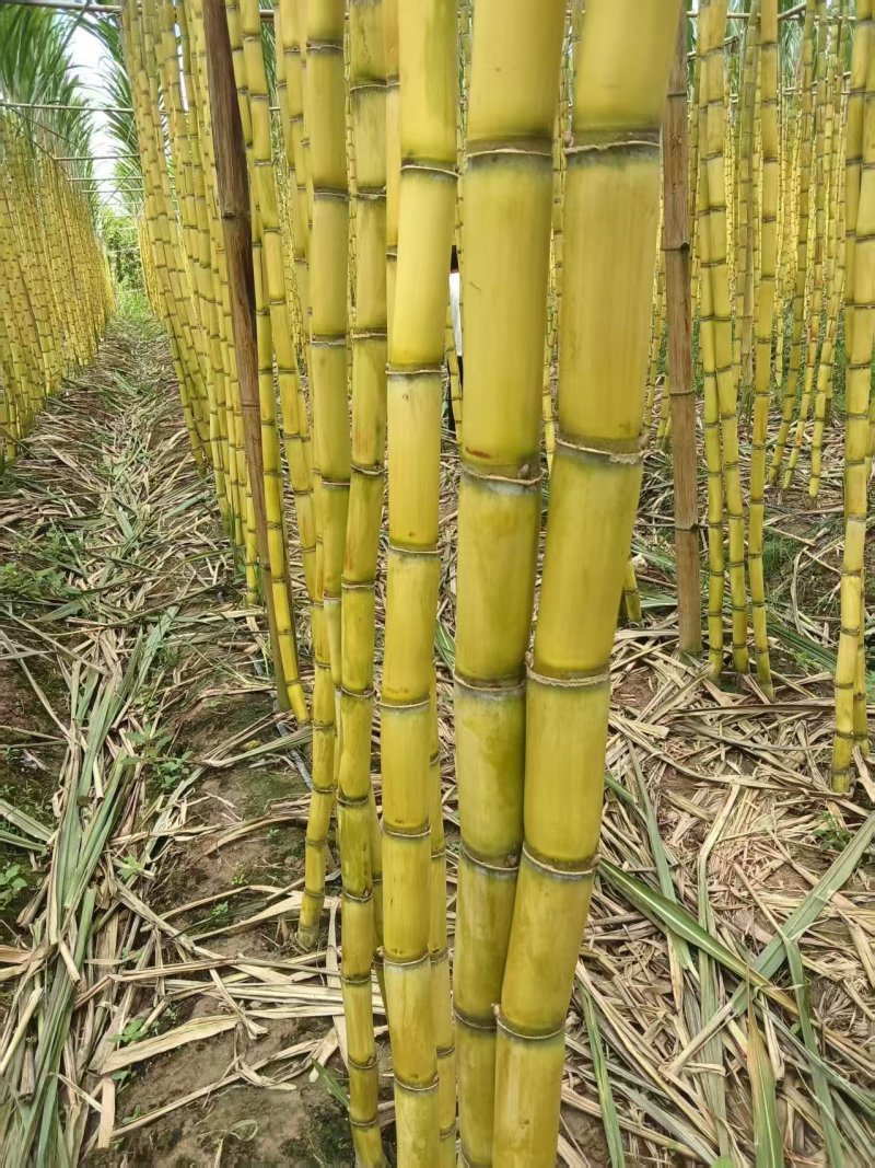 黄皮甘蔗基地直供糖度高皮毛干净保质保量代发全国