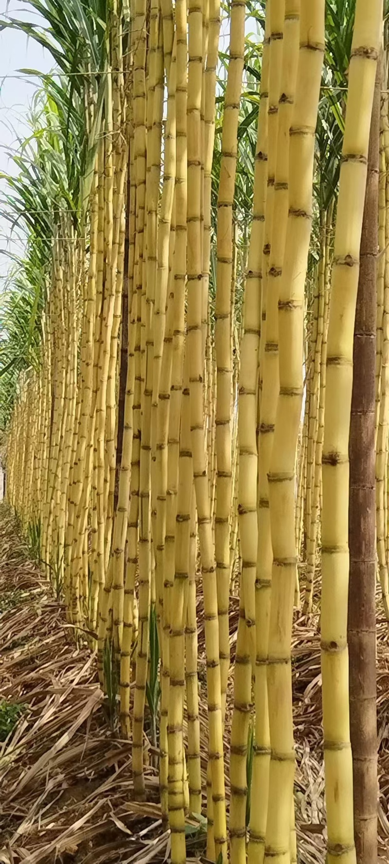 黄皮甘蔗基地直供糖度高皮毛干净保质保量代发全国